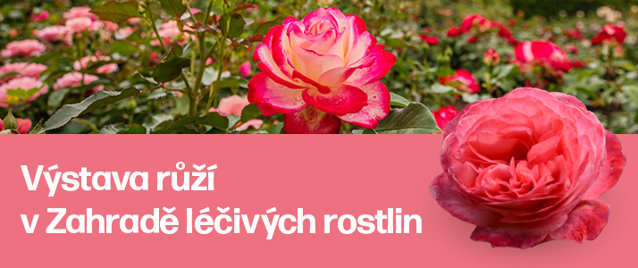 výstava růží ZLR