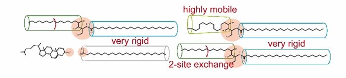 Dynamic chains in a rigid matrix