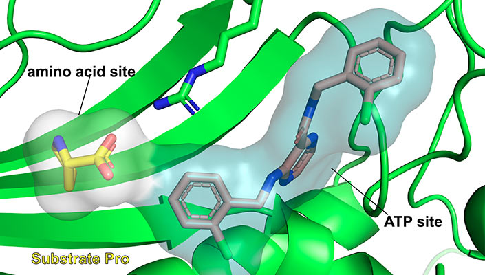 Nejúčinnější sloučenina (šedě) v aktivním místě lidské prolyl-tRNA syntetázy