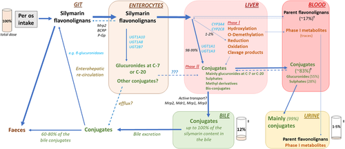 Systematic review of pharmacokinetics and potential pharmacokinetics interaction of flavonolignans from silymarin