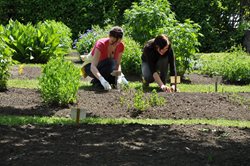 Medicinal Plant Production, 3rd section